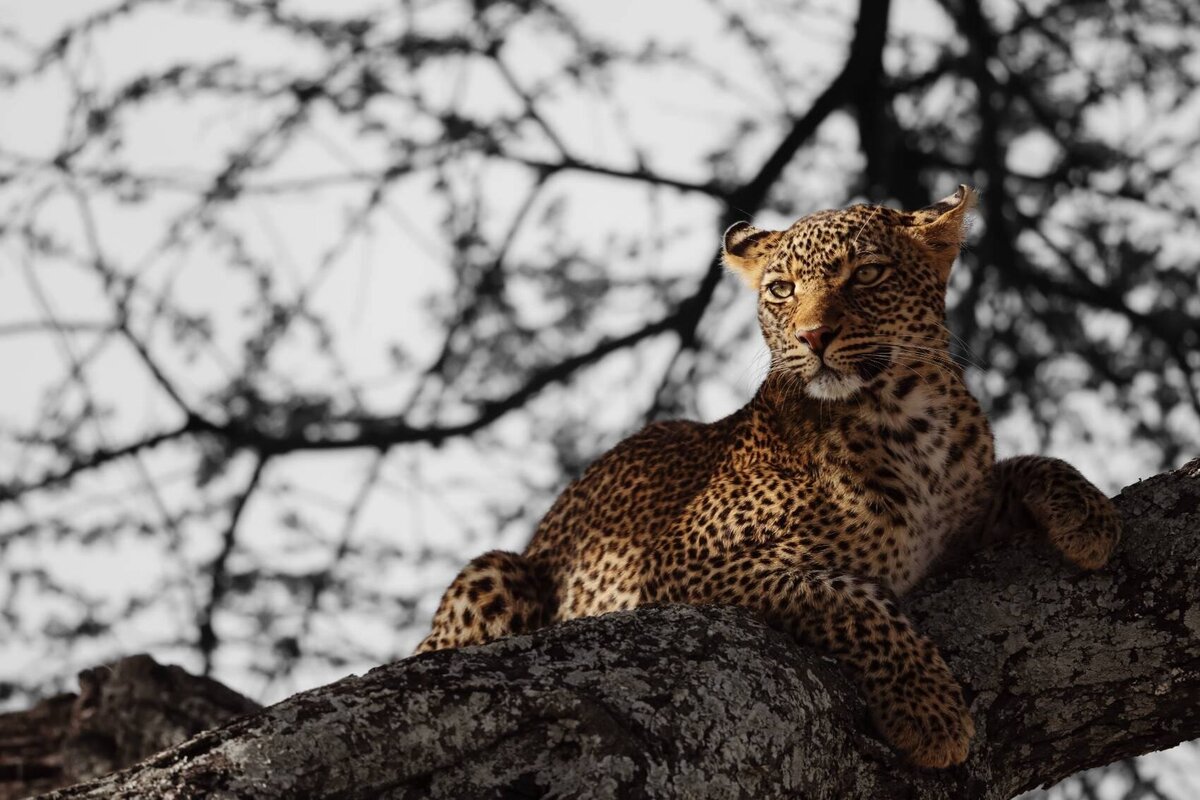 TAASA Safari Wildlife (6)