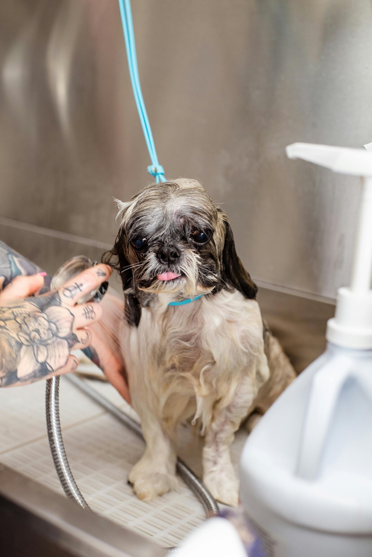 pexels-goochie-poochie-19145887