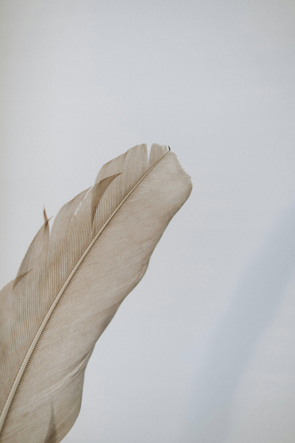 pexels-anete-lusina-6331030