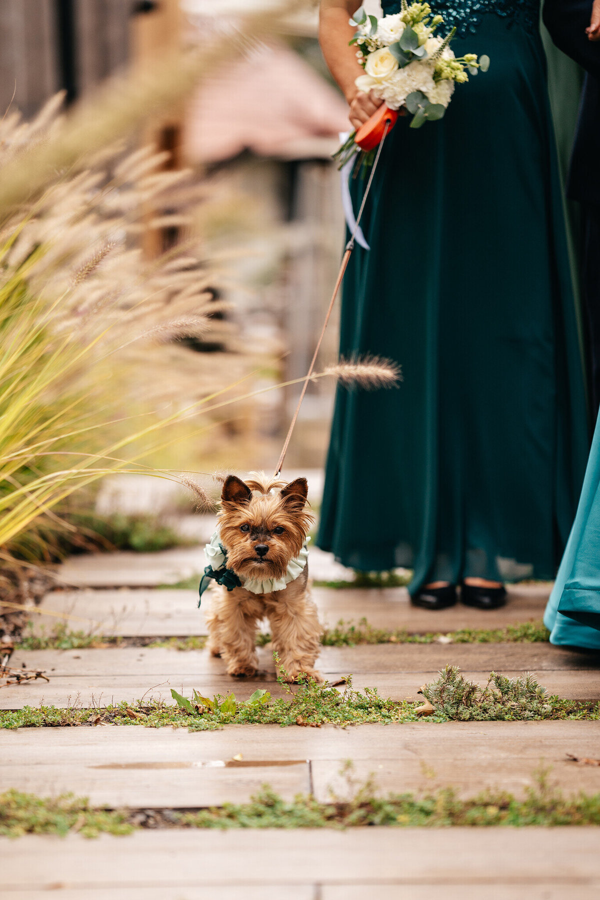 svatba držovická stodola pejsek