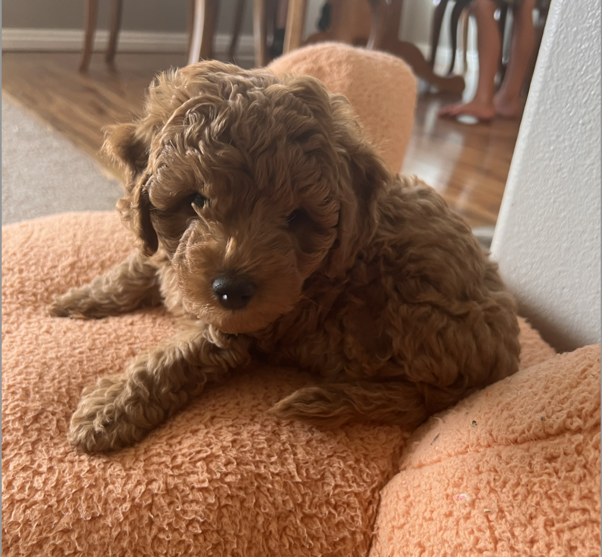 Screenshot 2024-08-27 at 12.27.42 PM