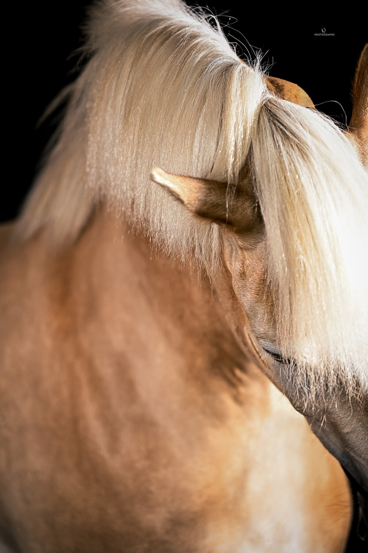 Fine-art fotografie met paard