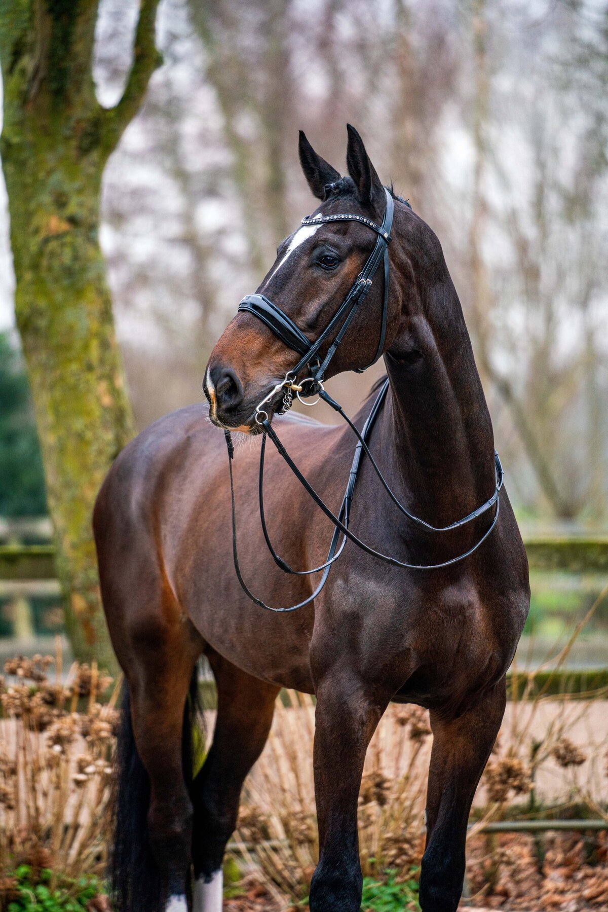 Verkoop foto gemaakt door Cheyenne Vlottes (6)