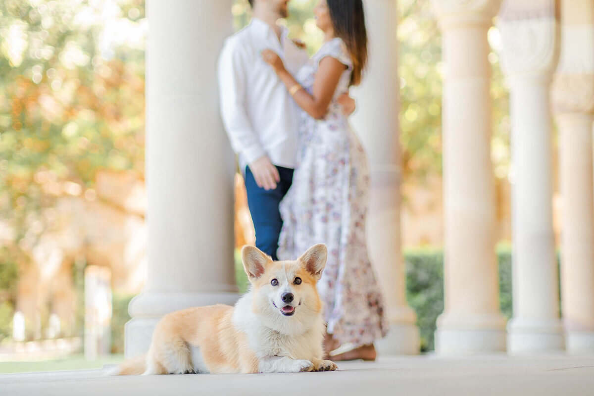 engagement photoshoot in brisbane with pet dog at university of queensland