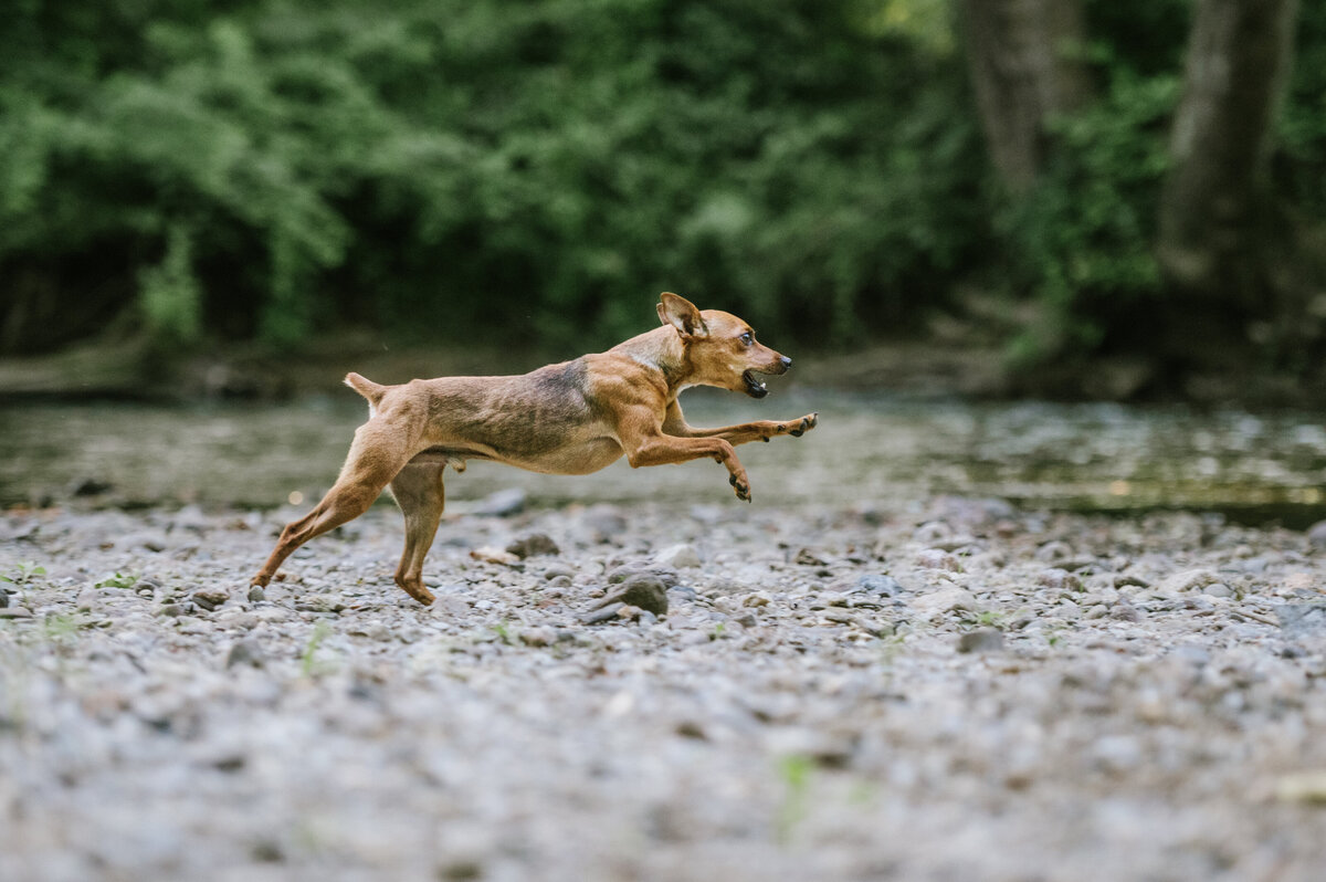 running-dog-photo-shoot