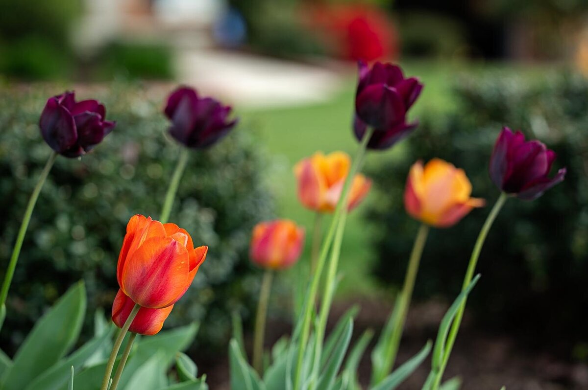 tulips-flower-orange-purple