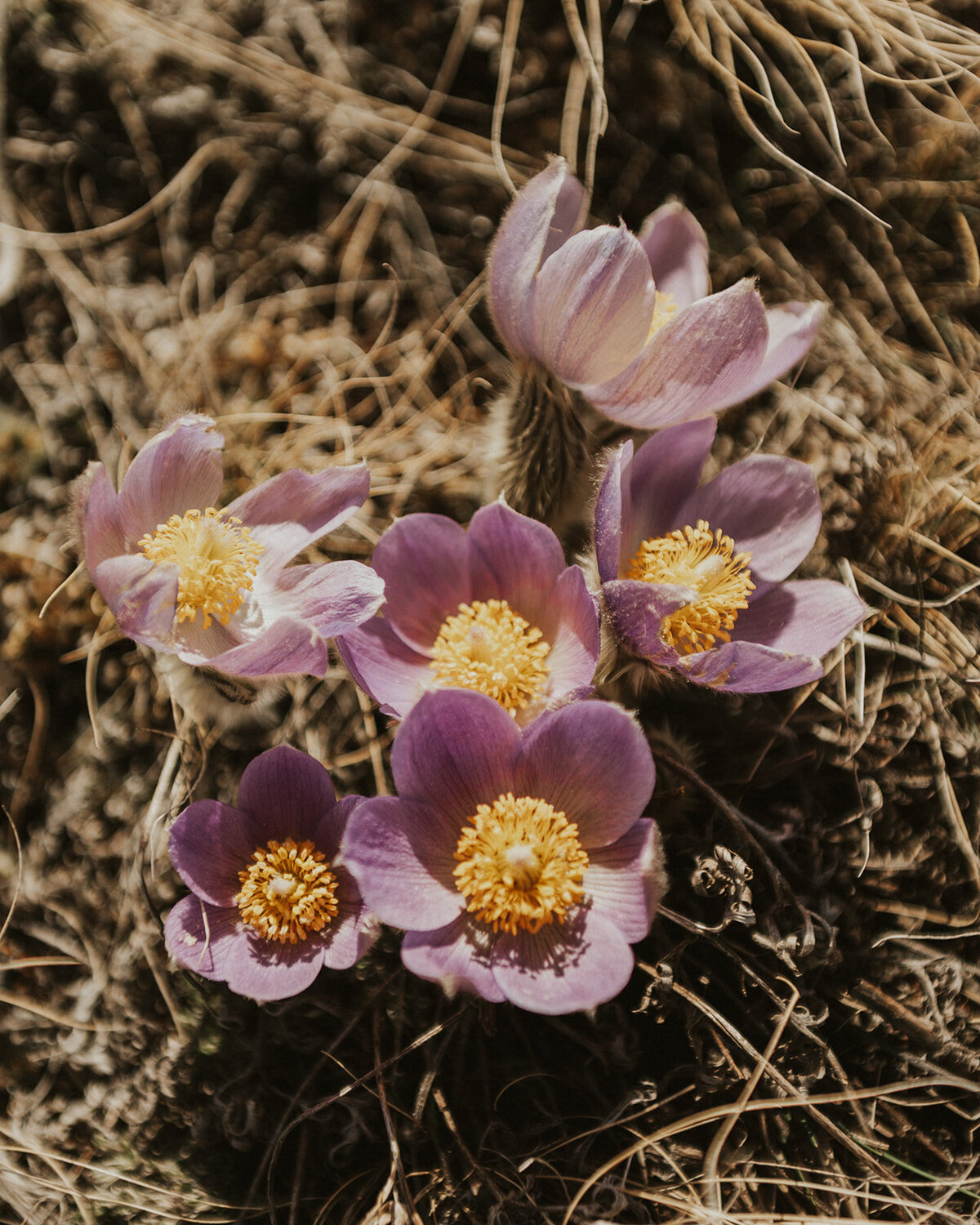 western-boho-glacier-park-elopement-presley-gray-photo-9828