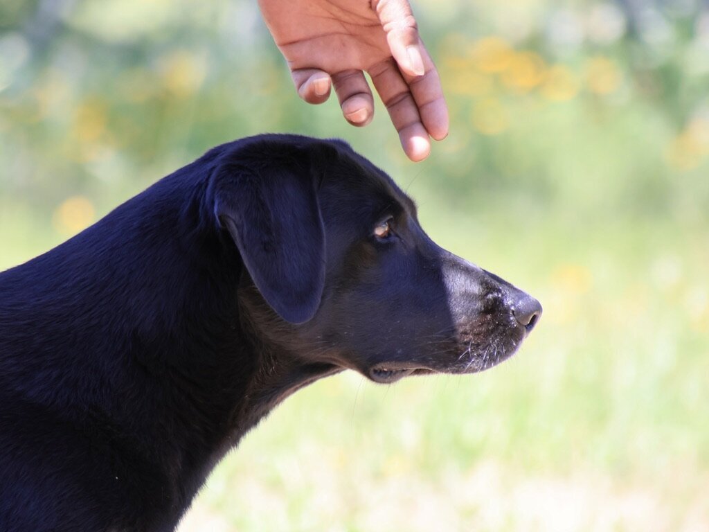 black lab hunt test training