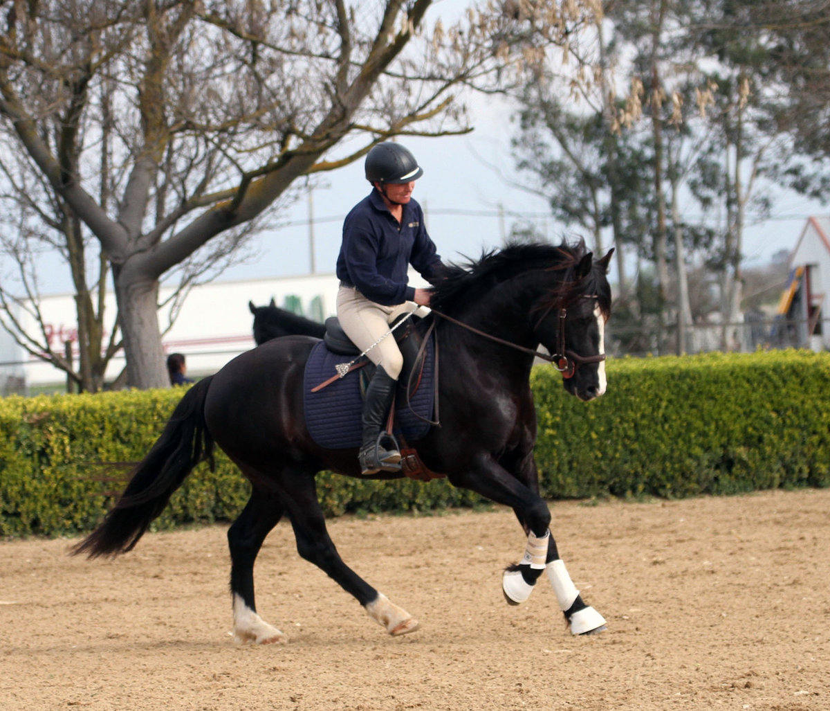 Black Connemara Stallion  Ridden