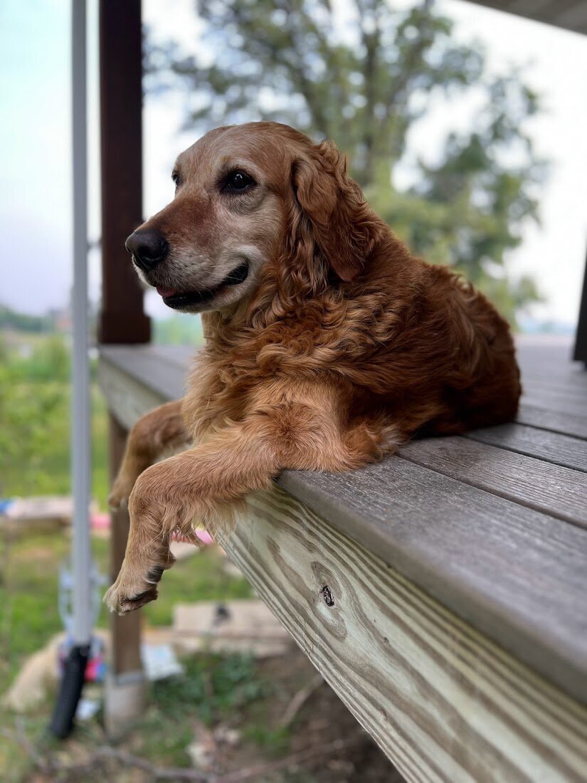 Appelgate-golden-retriever-puppies-Tess-8