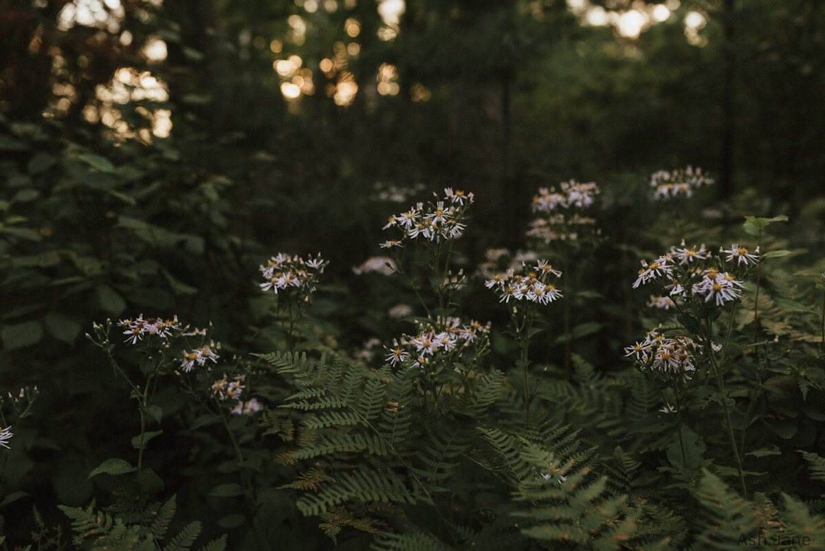 Flowers in the woods at sunset.