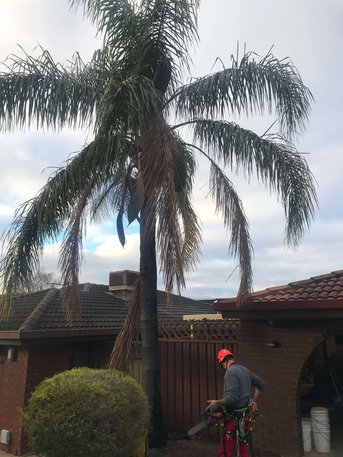 Evergreen Tree Services SA-Palm Tree Pruning 005