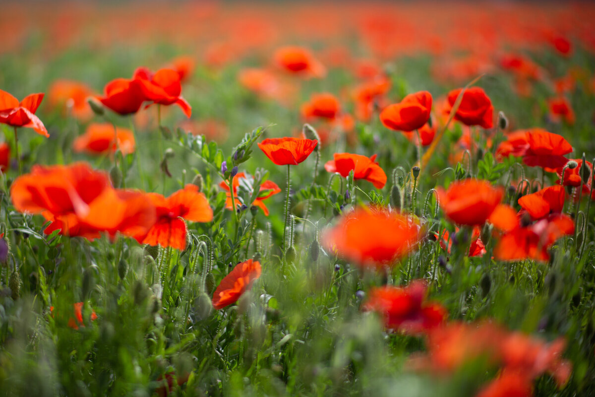 fine_art_photographer _095