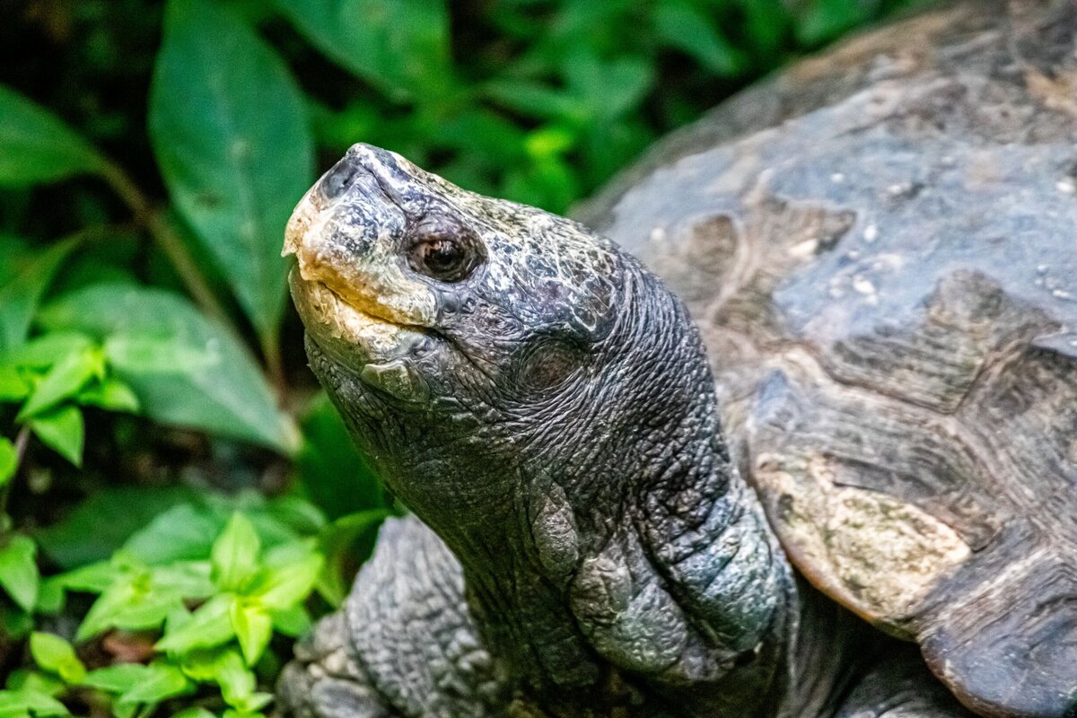 tortoise-head-d8156676-2500