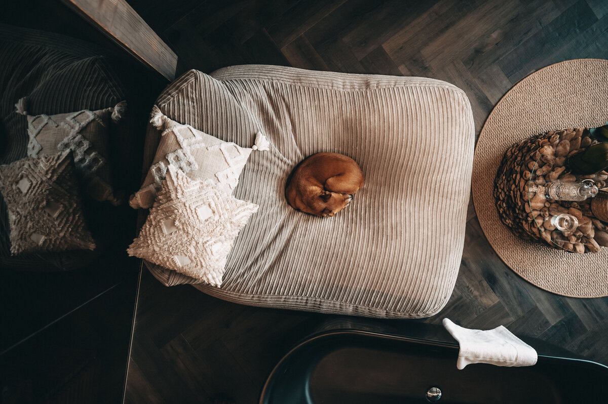 hunde-jufenalm-urlaub-boho-hotel21