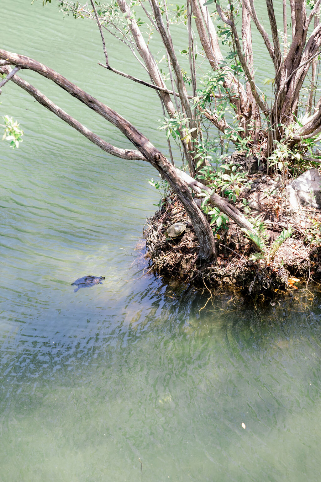fairmont-mayakoba-lagoon-turtle