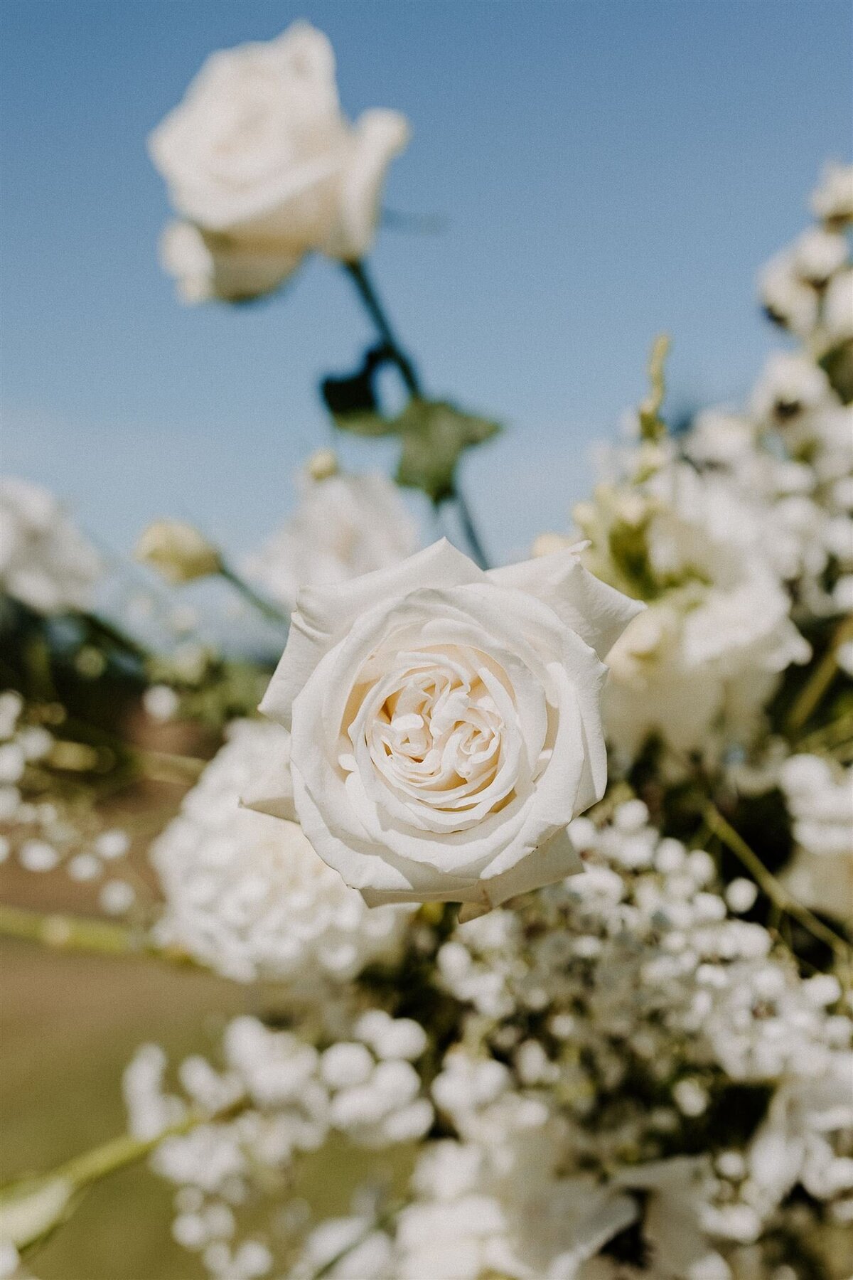 white roses