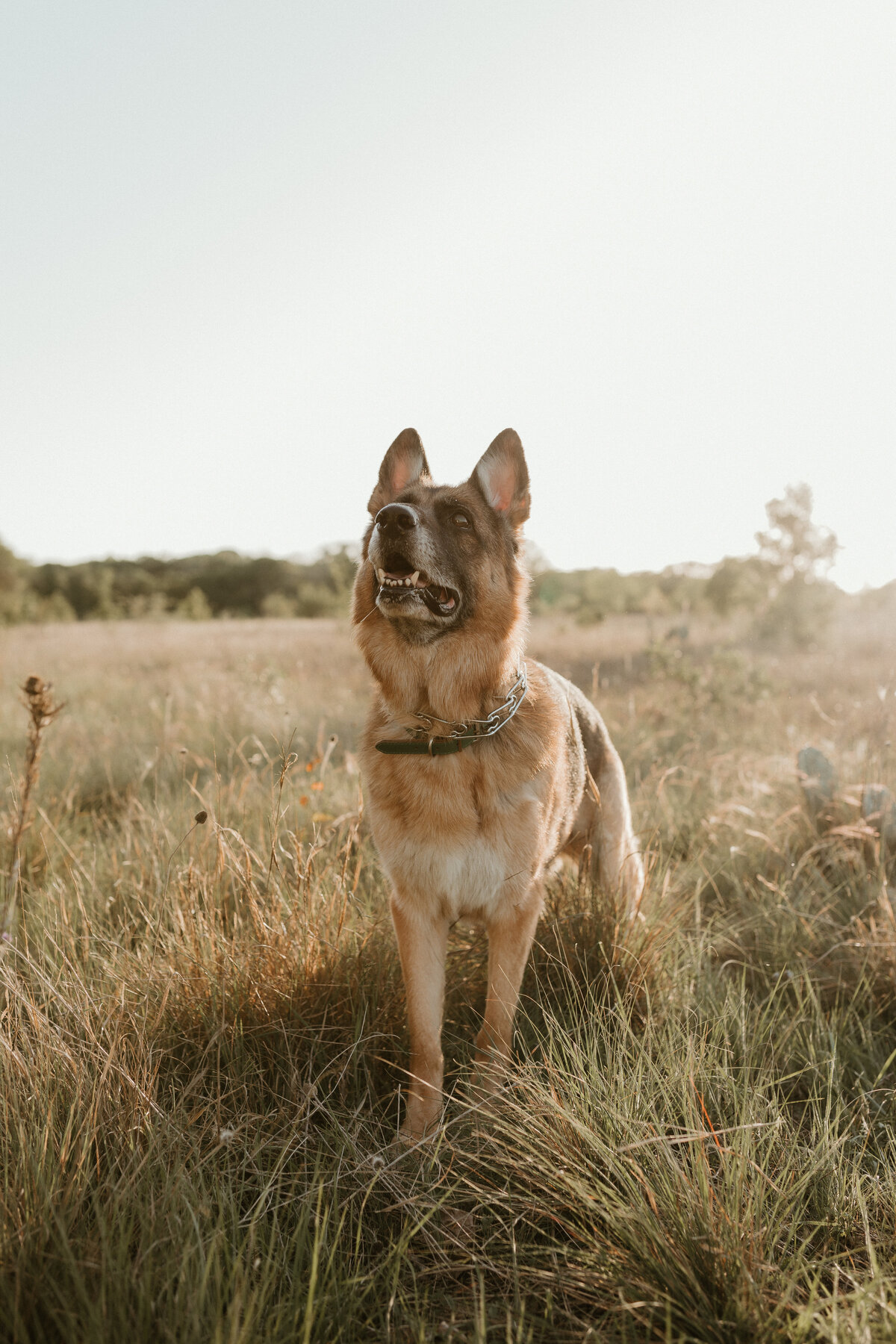 Georgetown Pet Photographer