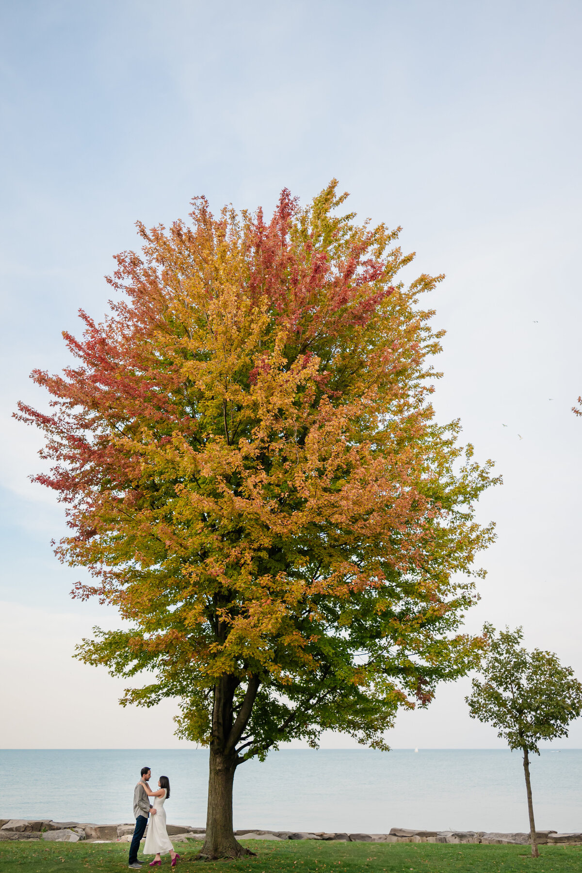 A couple kiss under a fal tree