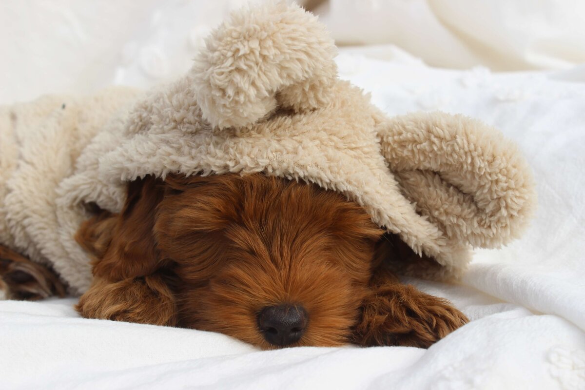 Australian-Labradoodle-Puppies-Fort-St-John_4797