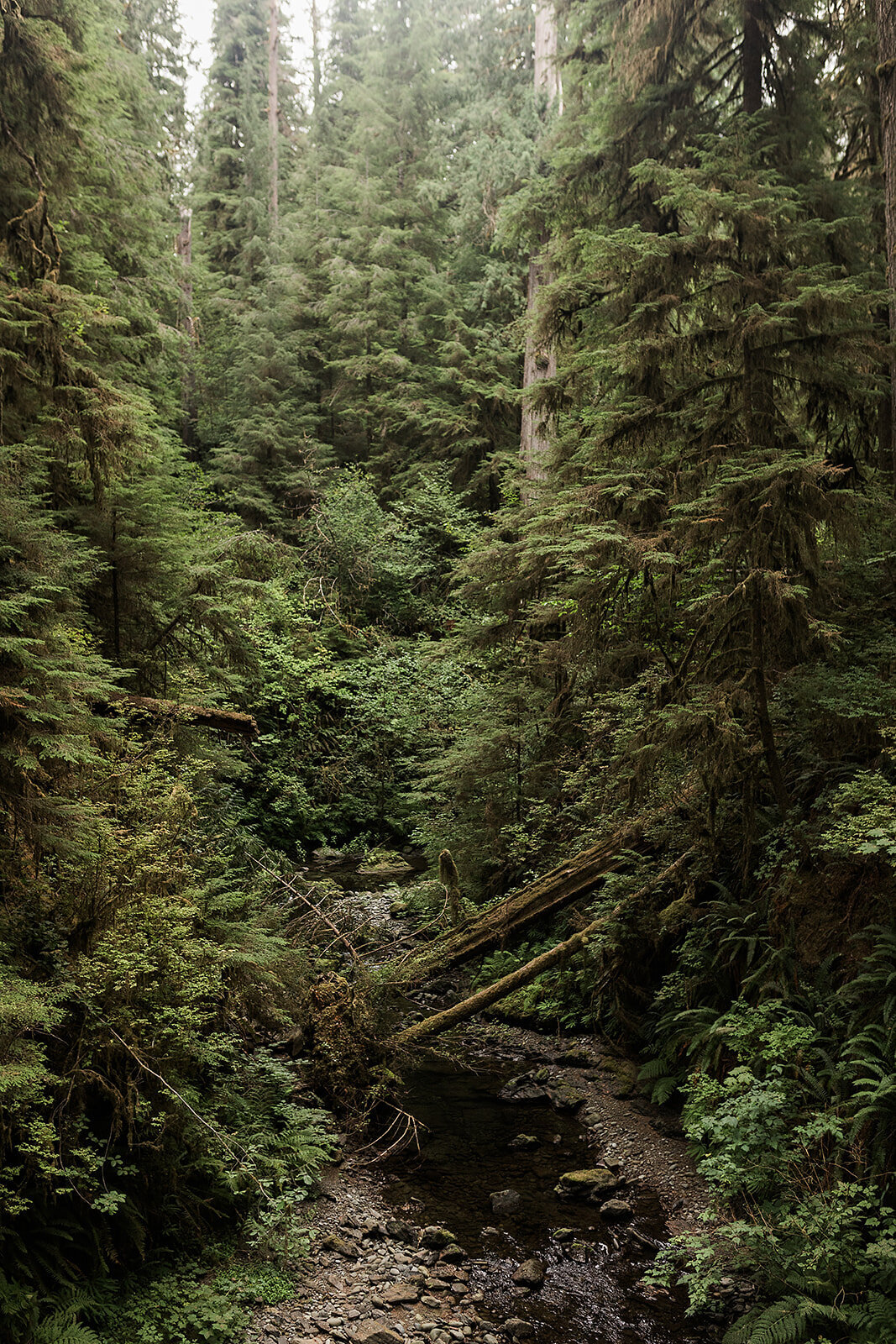 Olympic National Park Elopement  - Tara Nichole Photo - 2023 - Kyle and Keaton-57