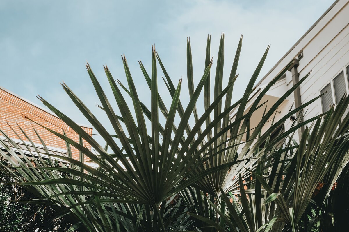 lisha-brown-jLsdTbtvGpc-unsplash