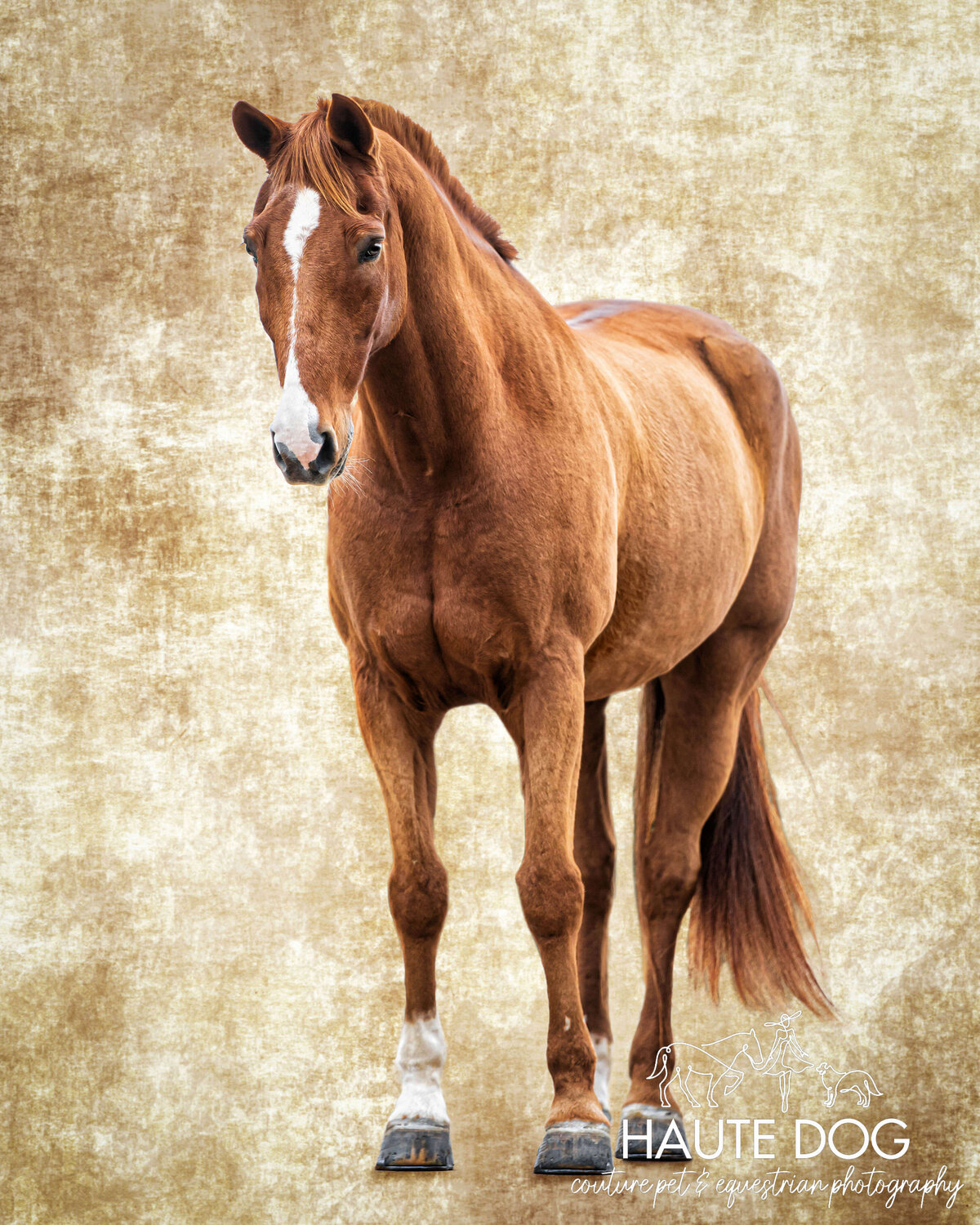 Front view of a chestnut Irish Sport Horse with a white stripe standing on a tan linen fine art background.