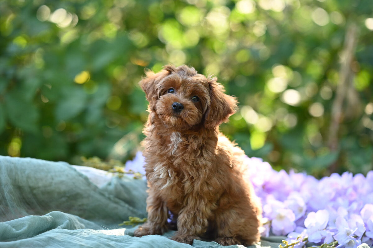Heavenly Puppies to Love Cavapoo, Cockapoo, and Maltipoo Puppies Photo Jul 29 2025, 6 05 38 PM328