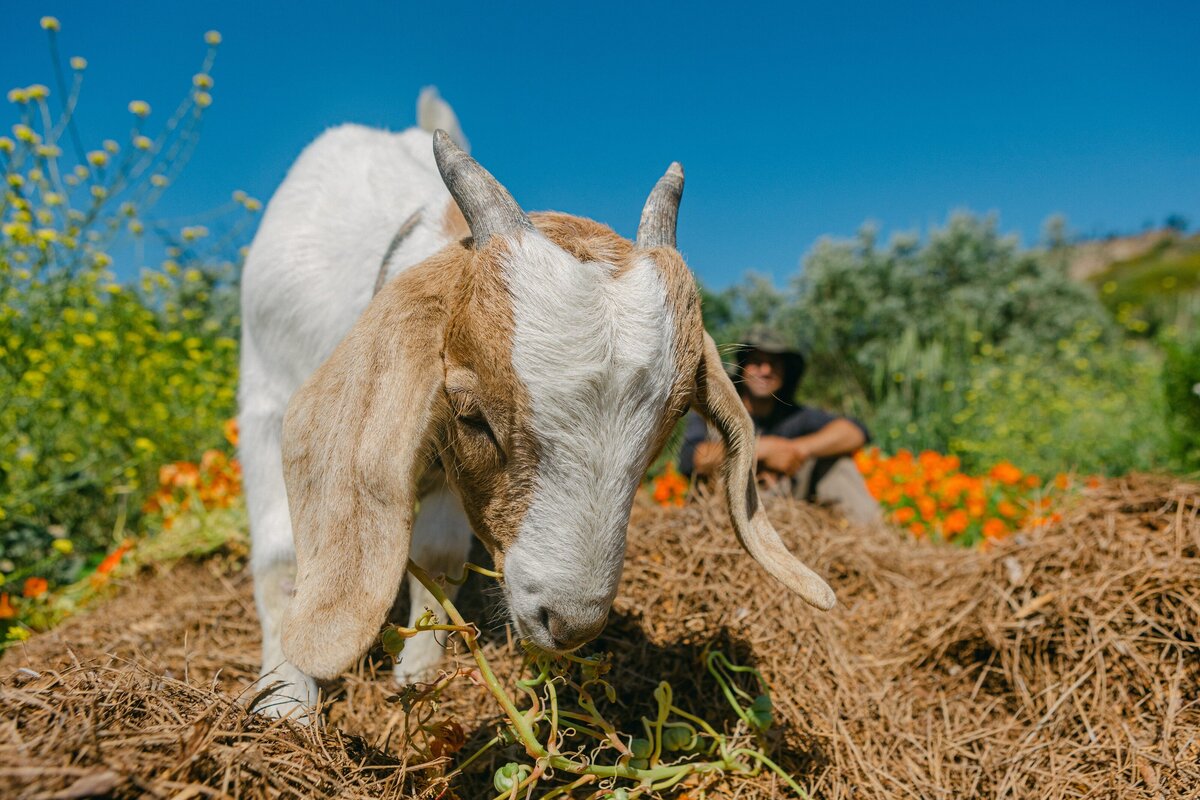 The-Ripe-Org-Farm-Ventura-California-Santa-Paula-Non-Profit-0045