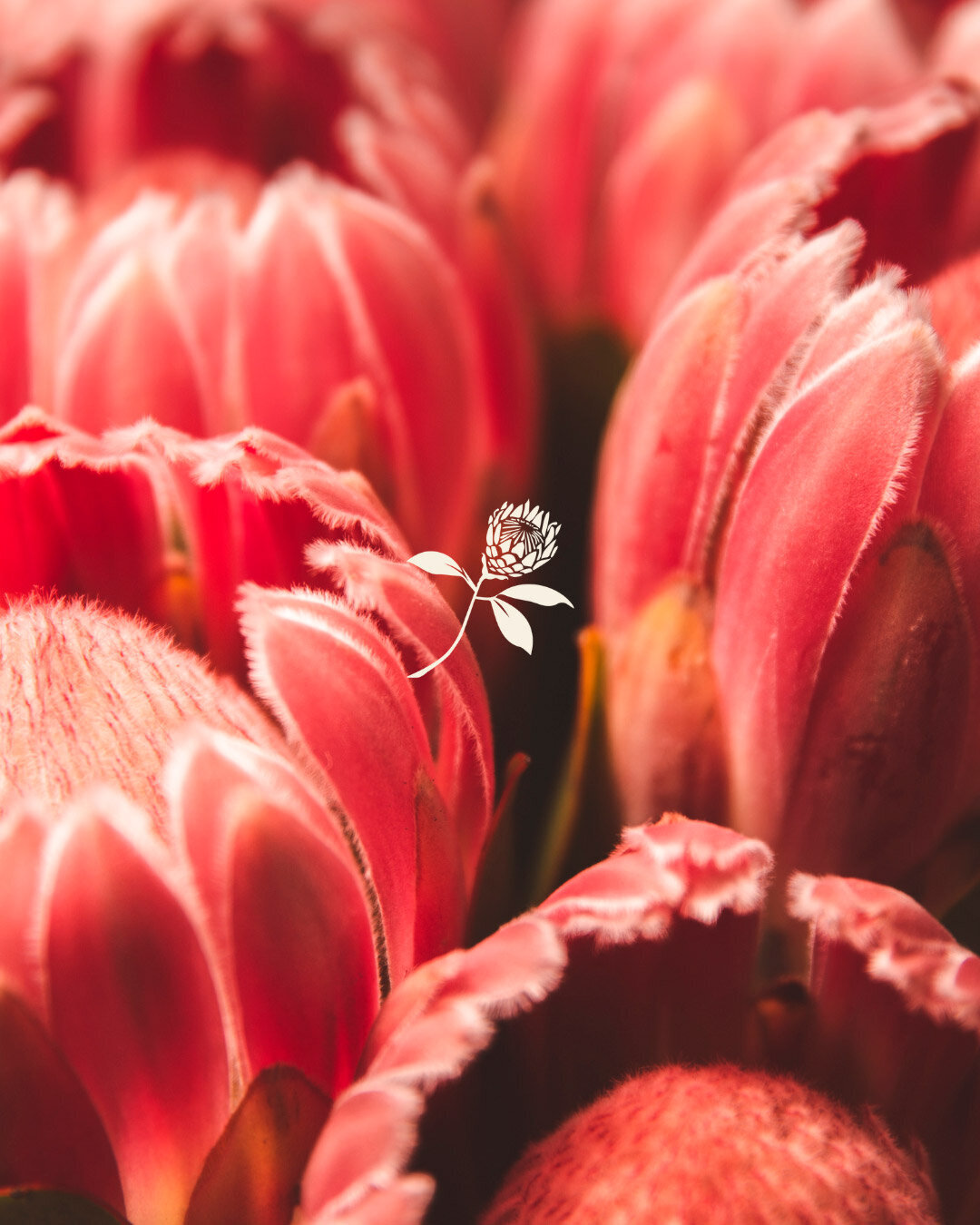 baer-brand-studio-andrea-lee-brandmark-foundation-package