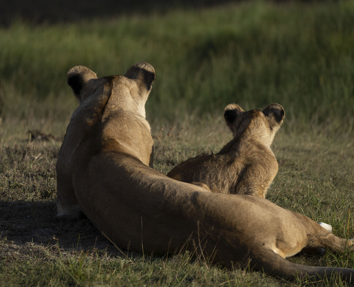 Wildlife Photography of Lions in Serengeti National Park Namiri Plains