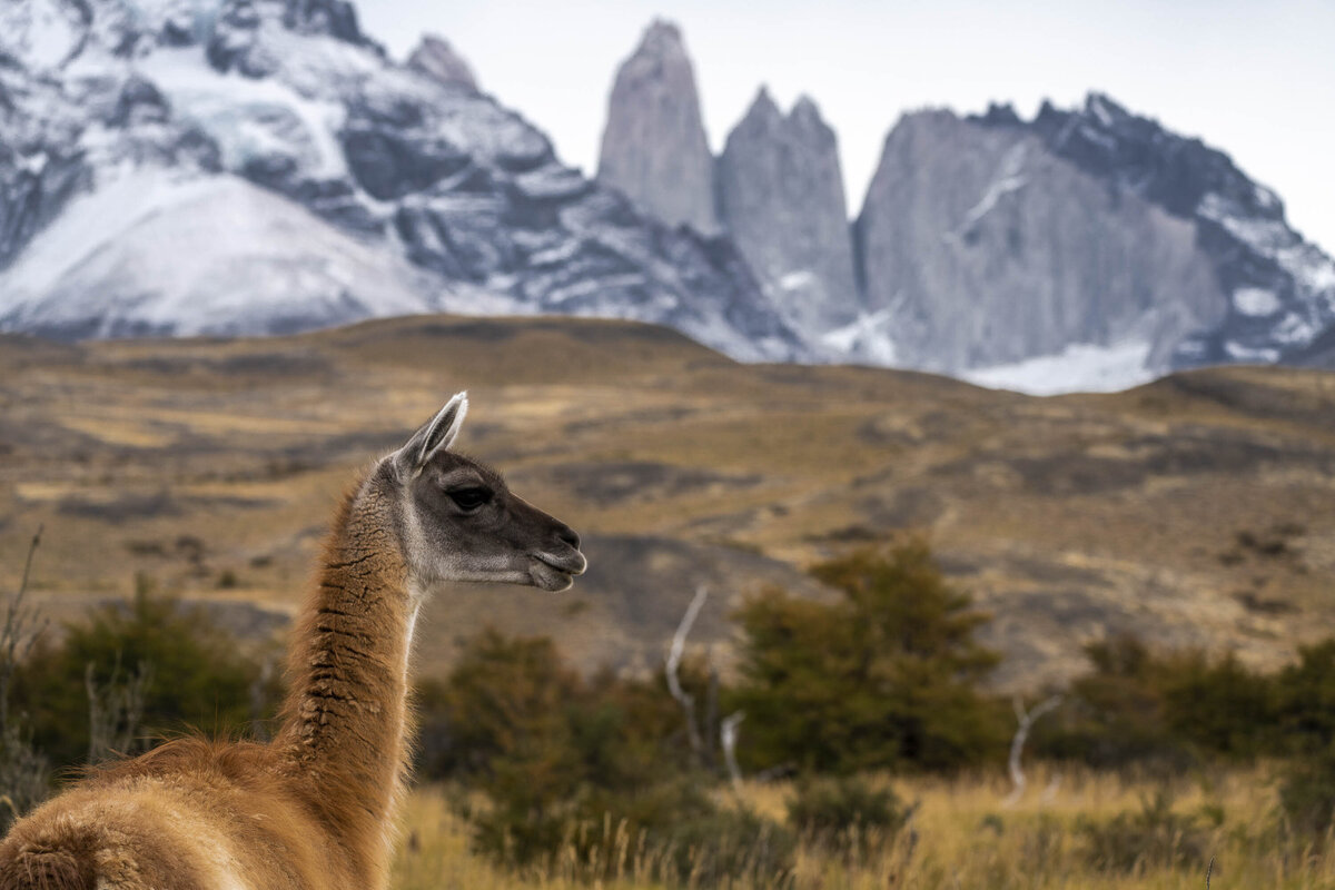 Guanaco in Patagonia Torres del Paine EcoCamp Safari_By Stephanie Vermillion