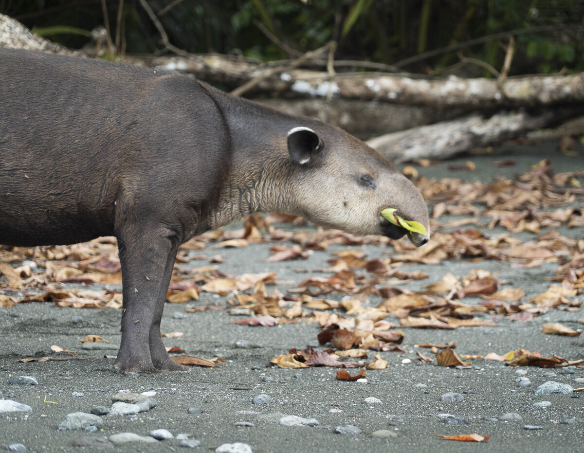 Baird_s Tapir in Costa Rica Osa Peninsula Conservation Photography_By Stephanie Vermillion
