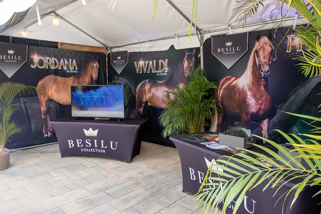 Display-besilu-paso-fino-horses-lr