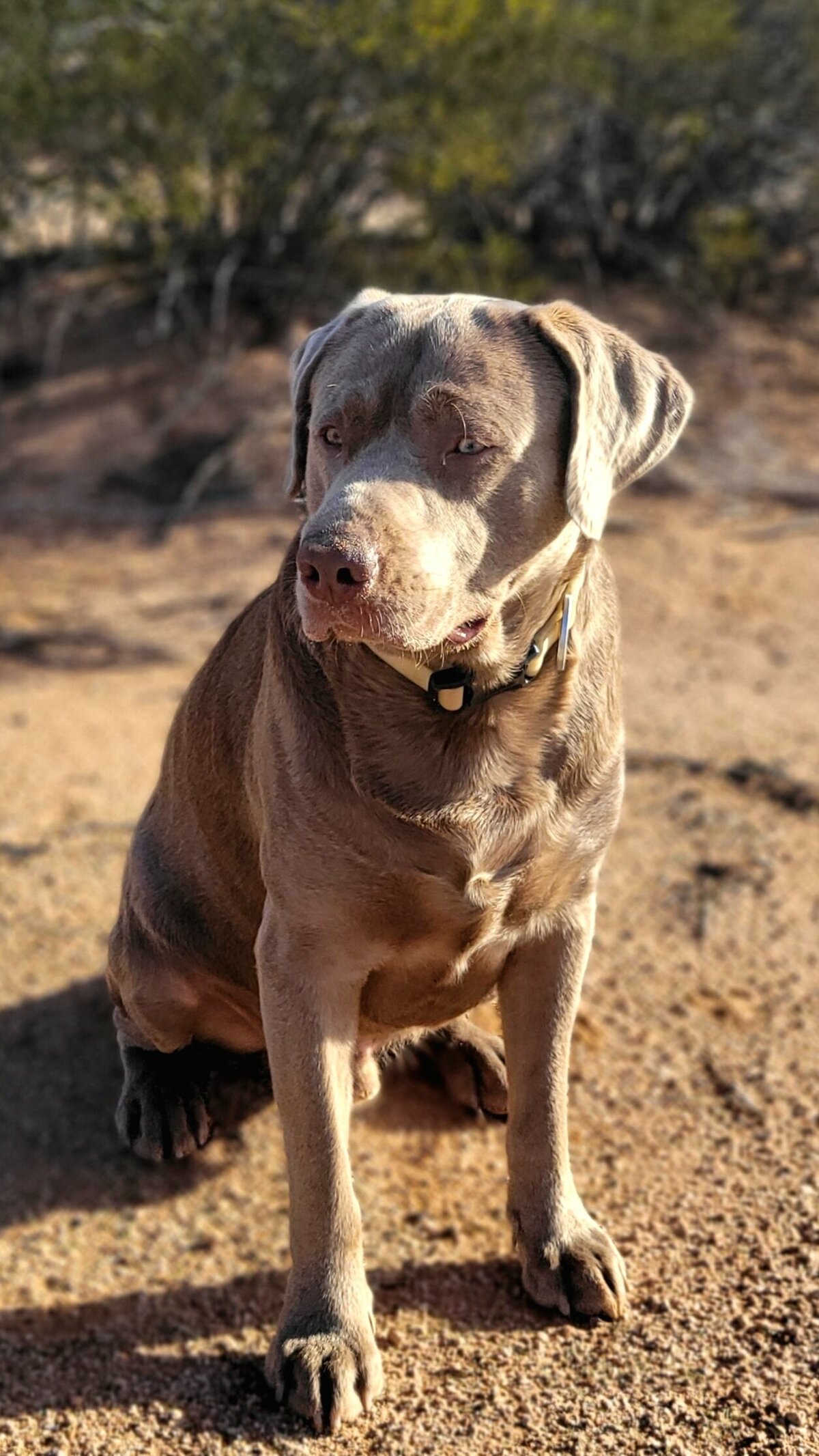 Smokey (2)