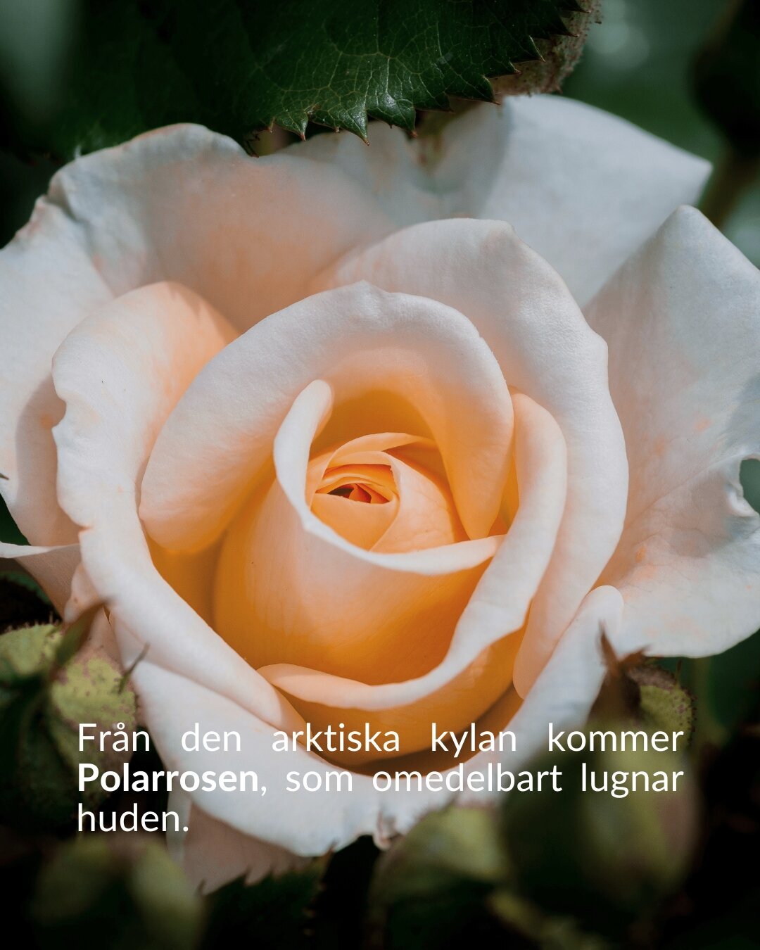 Den Svarta Baccara-rosen, symboliserar varaktig passion. Dess sammetslena svarta kronblad ger skydd och mjukhet. (1)