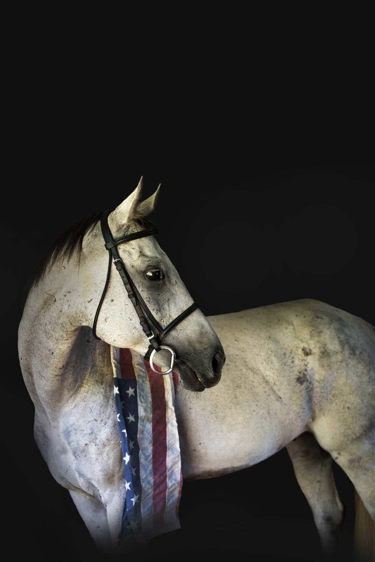 horse black background__sammie d photography_clarksville TN_003