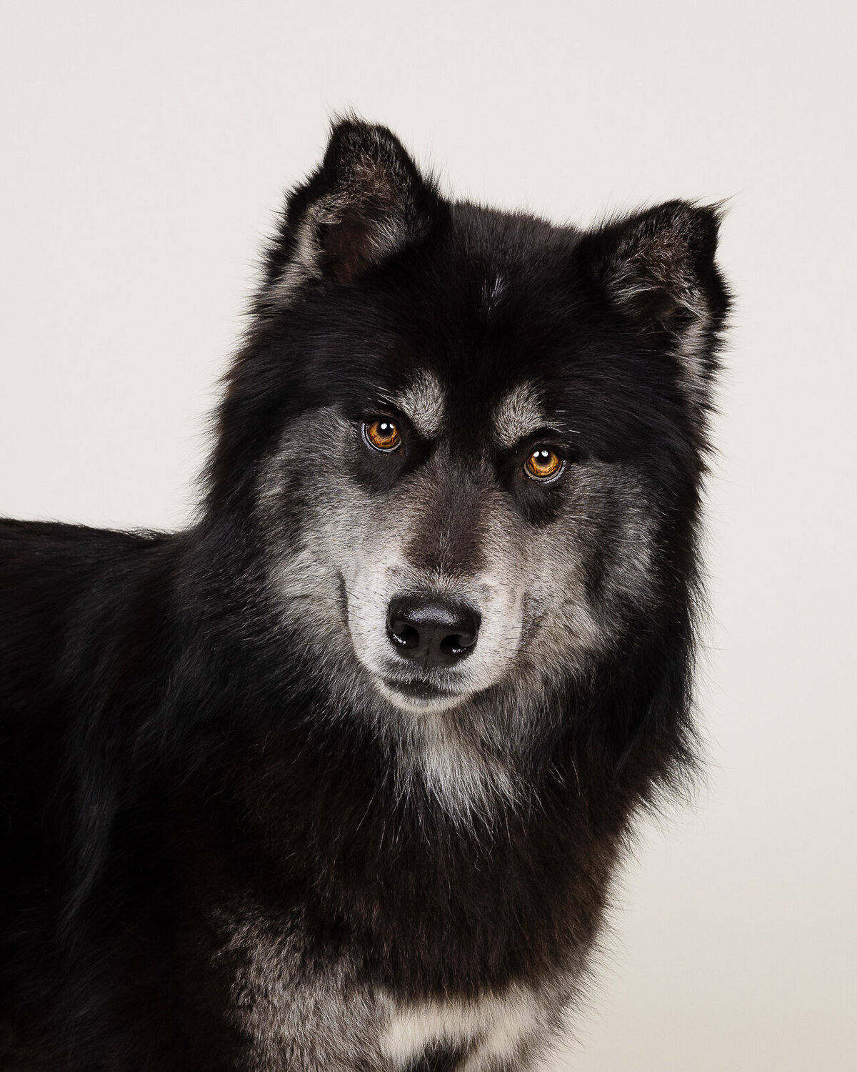Kaori Stewart_Studio Dog Portrait_44