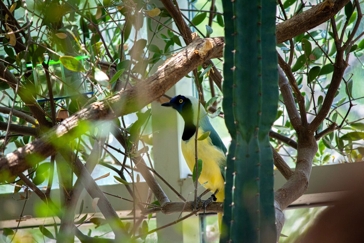 North_Carolina_Zoo_171-5012557b-2500