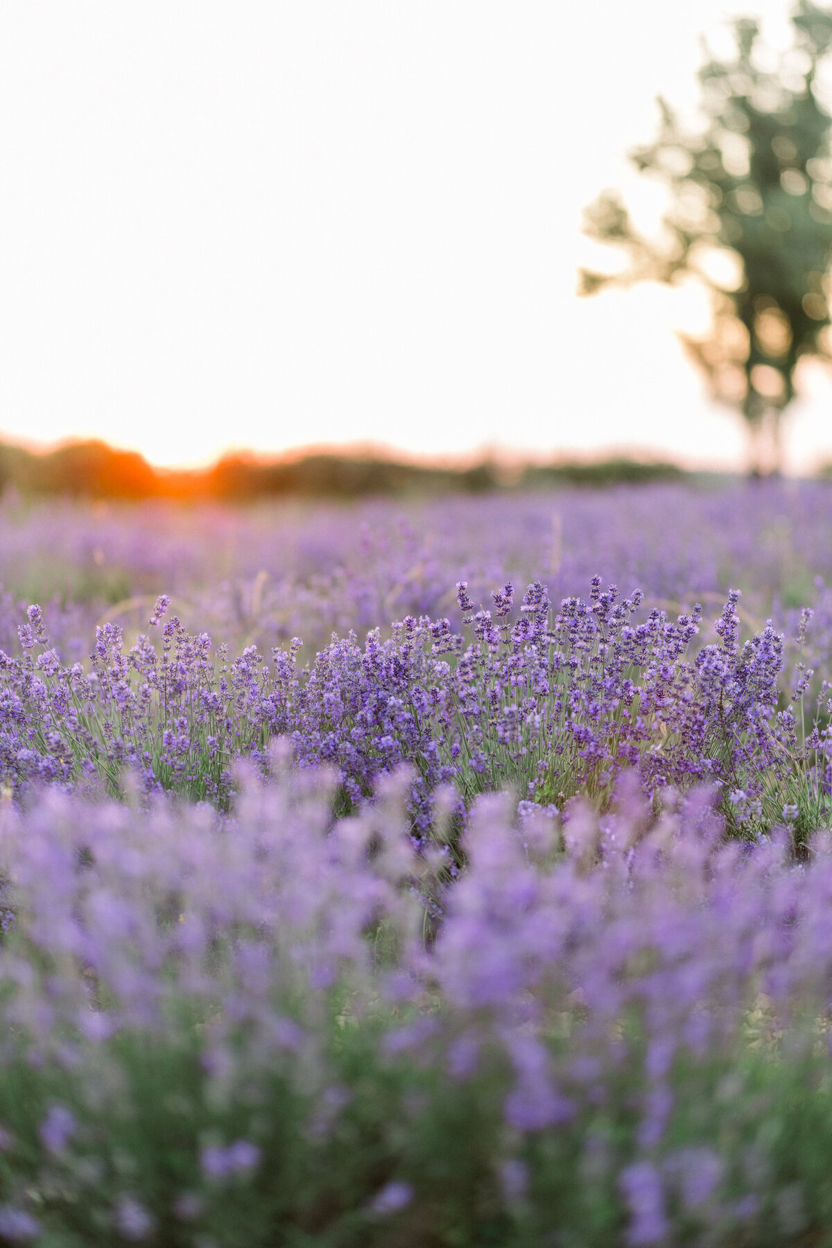 Sunset Lavender Photoshoot