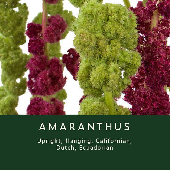 Amaranthus
