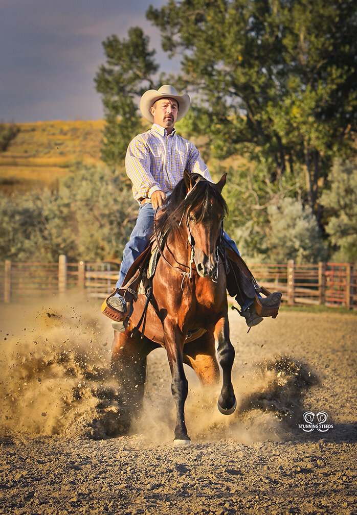 morgan reining horse photography