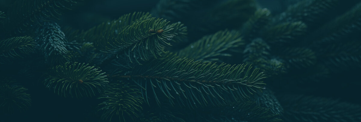 Pine | Pacific Northwest | Designer | Graphic | Website | Branding | Van Curen Creative
