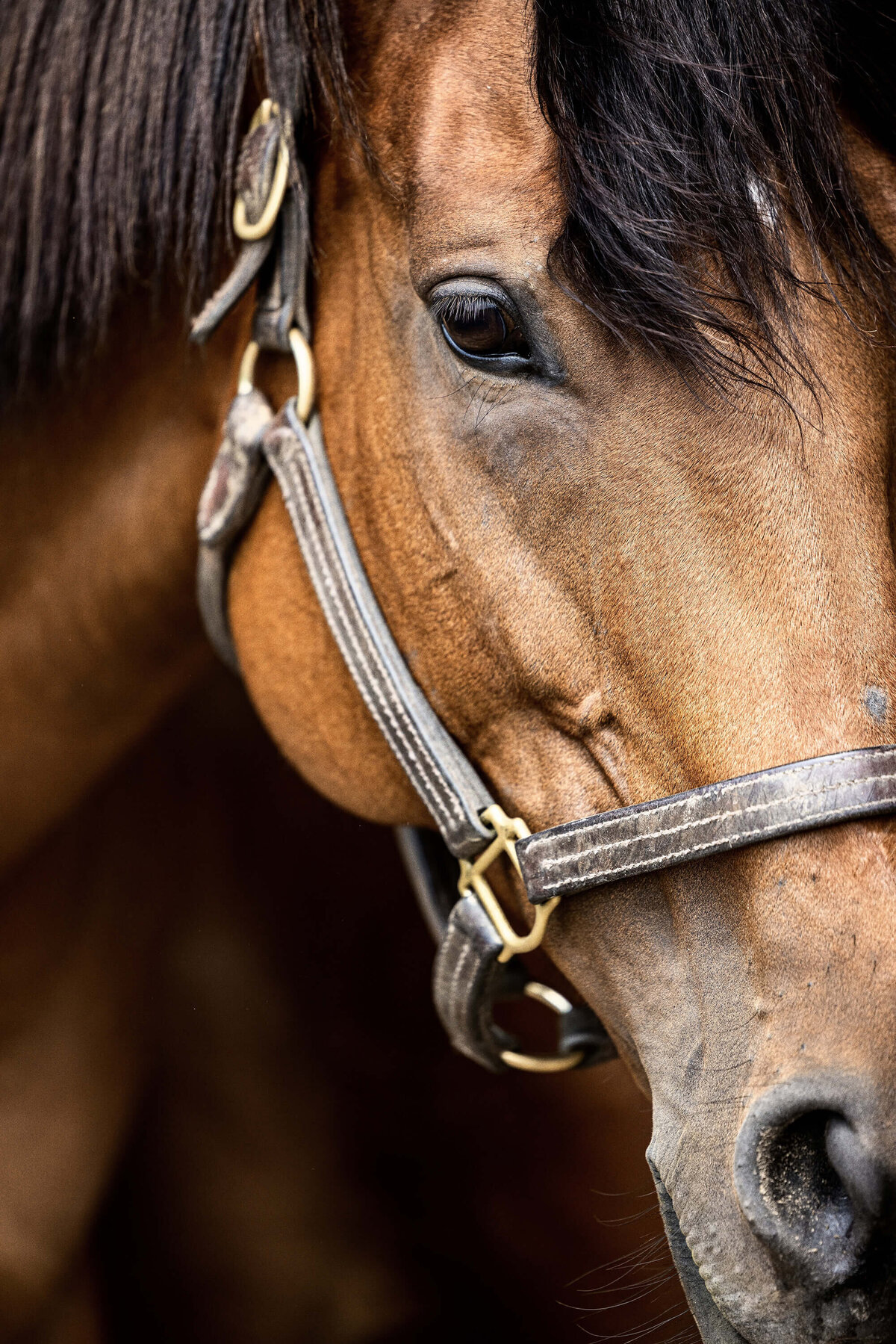 fine-art-thoroughbred-horse-photography-saratoga-ny-5