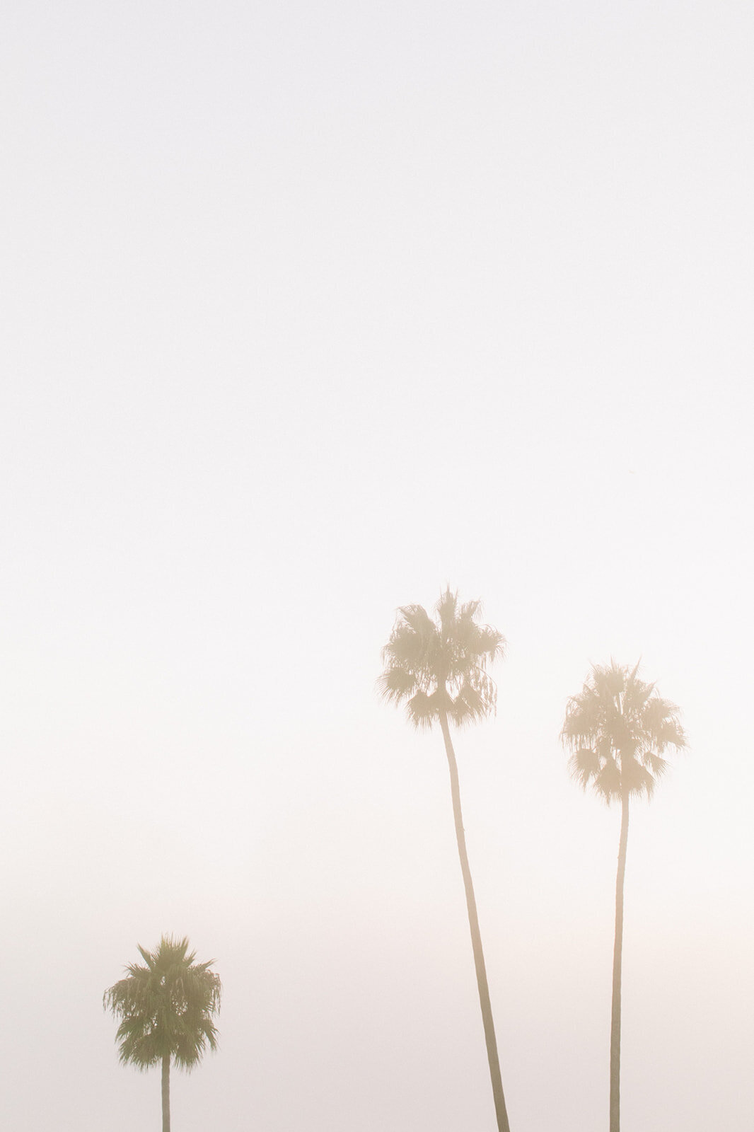 Roku Live - Laguna Beach 2024 - Web Res-209