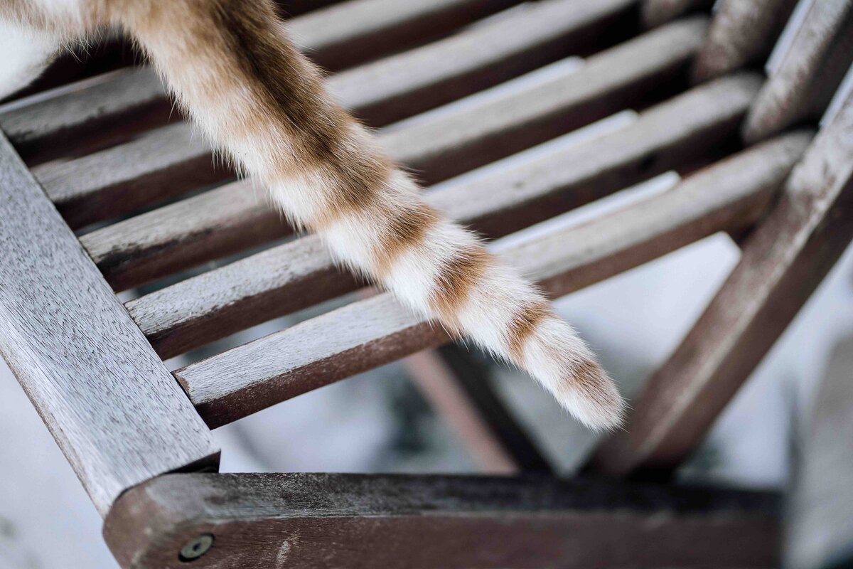 Katzen02