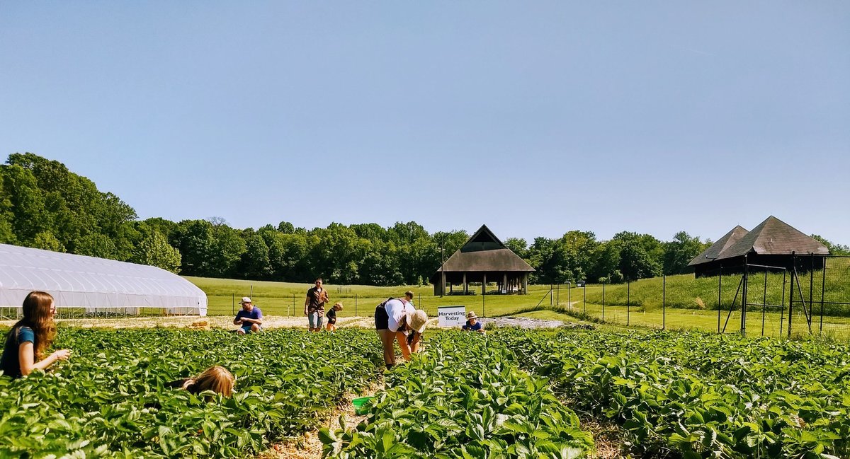 Field harvest