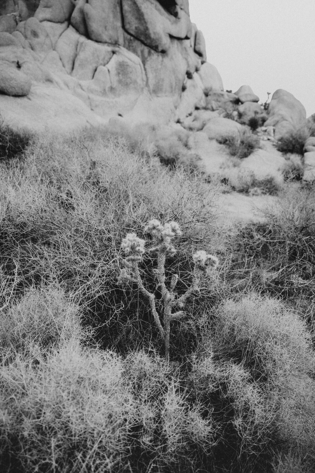 Joshua-Tree-Elopement-32