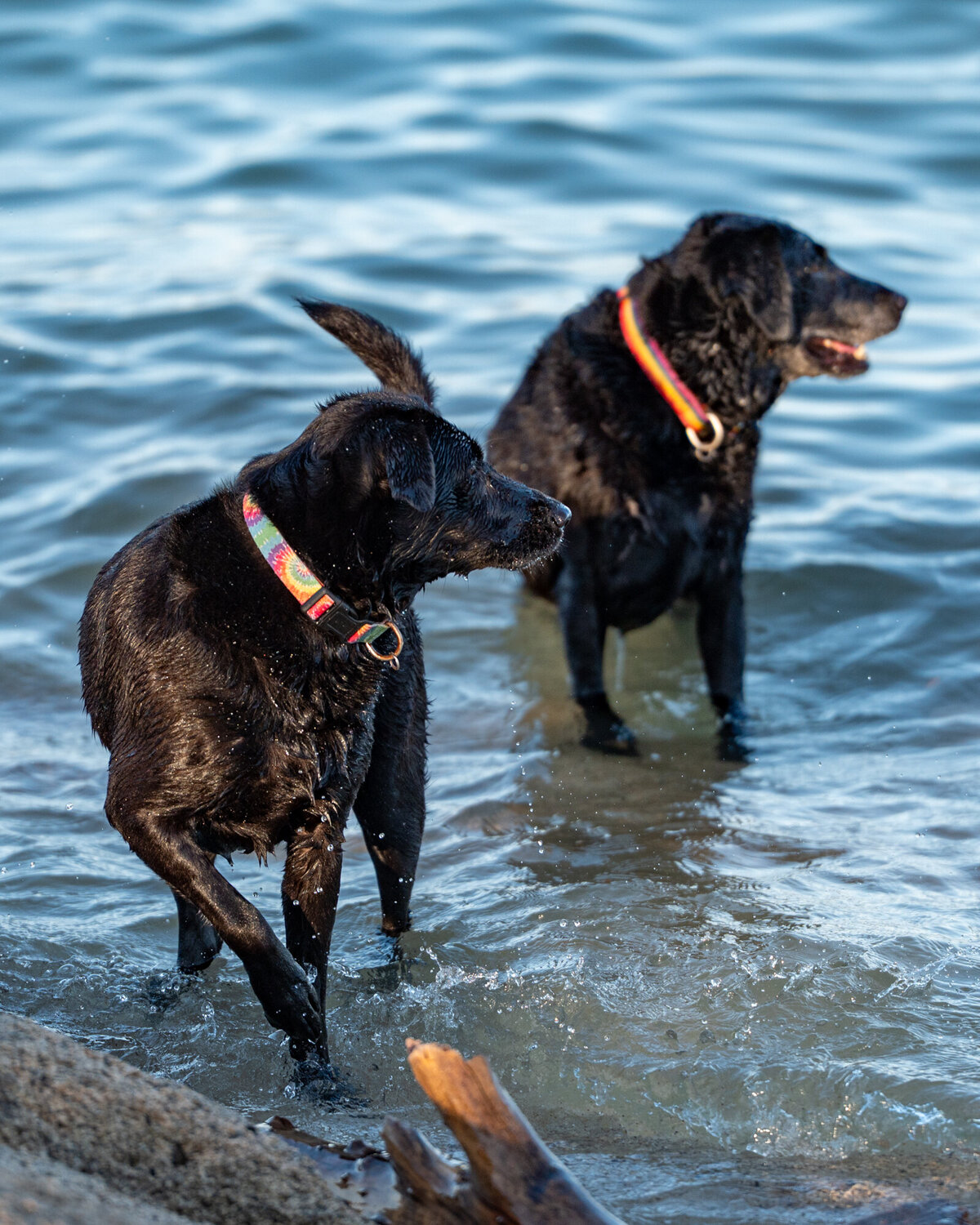 Pet-Photography-El-Dorado-Hills-CA