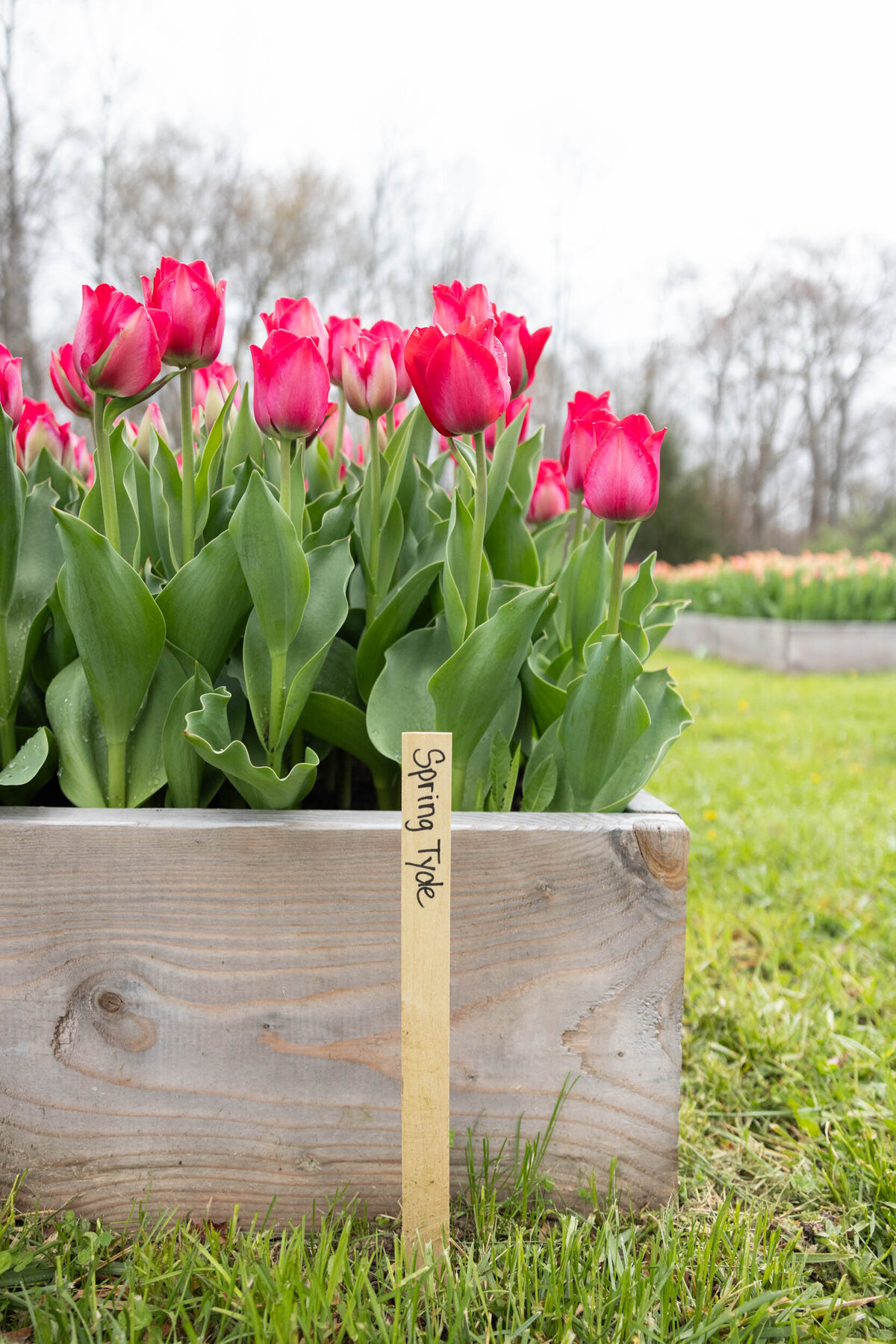 Blooms-Of-Lost-Acres-tulip-raised-beds